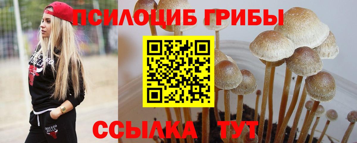купить закладку  Вход с VPN  Махачкала  Галлюциногенные грибы Psilocybine cubensis 