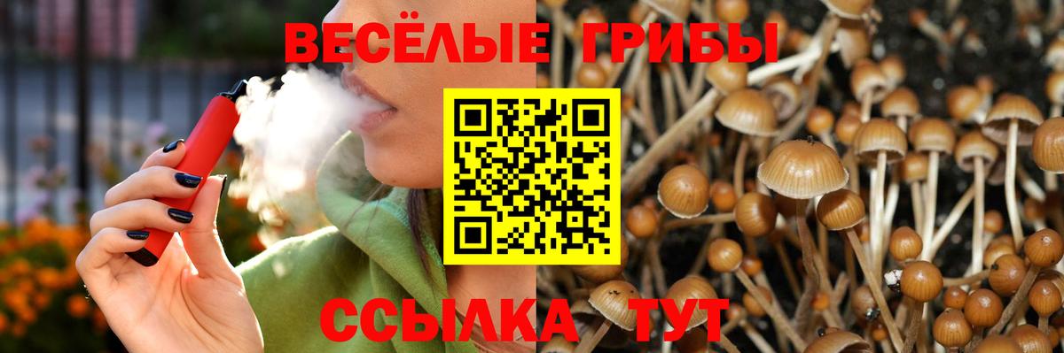 Псилоцибиновые грибы Psilocybe Махачкала